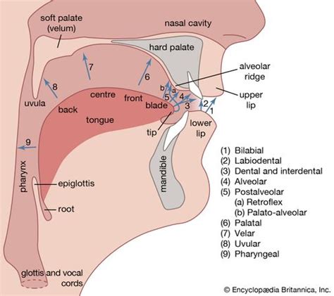 Alveolar ridge | anatomy | Britannica.com