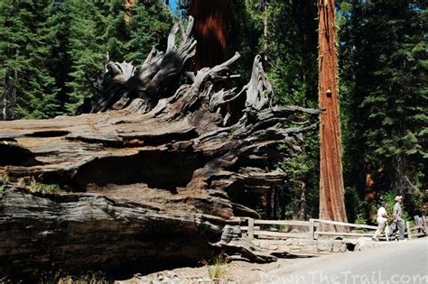 How to Hike Yosemite's Mariposa Grove - Trail Map & Guide