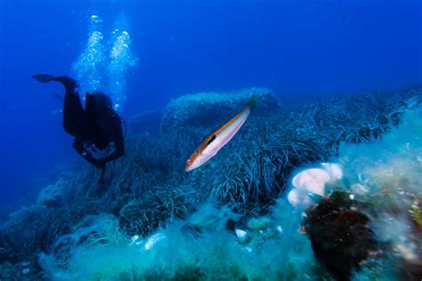 Scuba Diving | Enrico Strocchi | Flickr