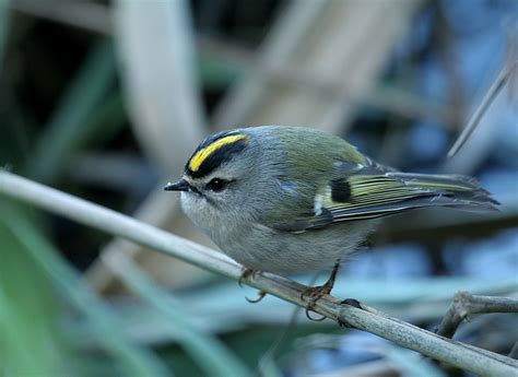 Birds: Golden-Crowned Kinglet