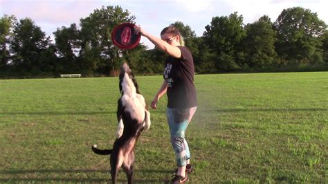 Dog Frisbee & Tricks- July 2020 - YouTube