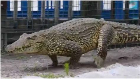 Galloping crocodile take people by surprise, video goes viral | ಮೊಸಳೆ ನಾಗಾಲೋಟದಿಂದ ಓಡುವುದು ...