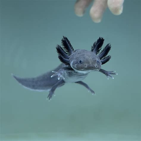 17 Fascinating Axolotl Colors: A Complete Guide to Colors of Axolotls - AmphiGuide