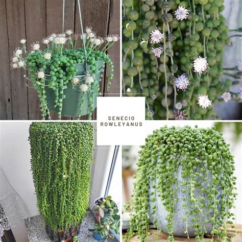 Trailing & Hanging Succulents