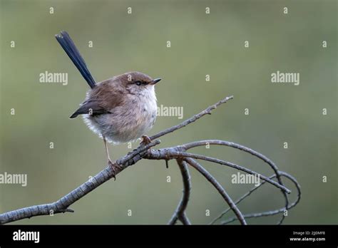 Superb fairy wren Stock Photo - Alamy