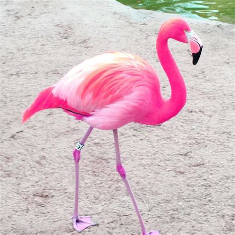 Pink Flamingo | Nature inspiration, Flamingo, Colorful birds