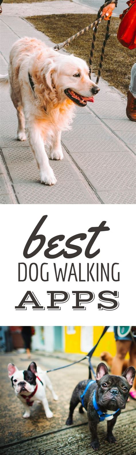 Best Dog Walking App: Rover vs Wag vs Barkly Pets | CanineJournal.com | Dog walking, Dogs, Dog ...