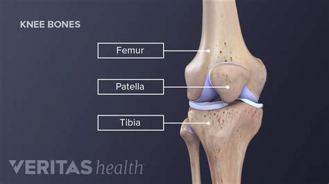 The Knee Joint: Anatomy And 3D Illustrations, 60% OFF