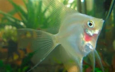 Blushing Angelfish - Angel Fish - Pterophyllum sp | Tank Facts