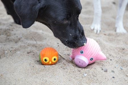 The 6 Best Dog Toys For Heavy Chewers