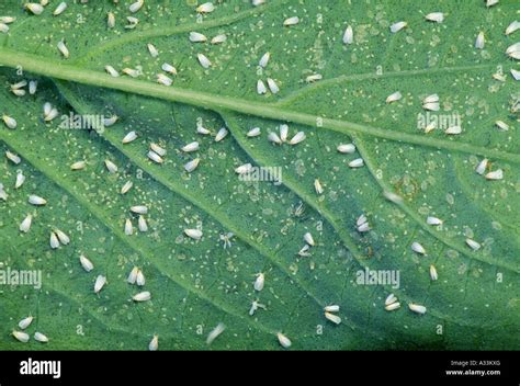 CLOSE-UP OF WHITEFLIES (ALEYRODIDAE SP.) ON BASIL LEAF Stock Photo - Alamy