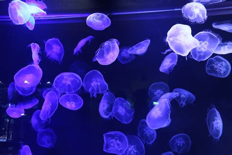 Download Sea Life Blue Underwater Animal Jellyfish 4k Ultra HD Wallpaper