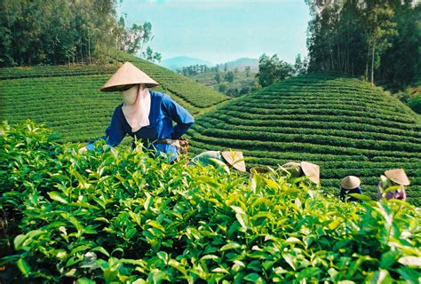 harvesting green tea in Thai Nguyen | Vietnam, Vietnam travel guide, Thai nguyen