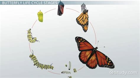 Life Cycle of a Butterfly Lesson for Kids - Lesson | Study.com