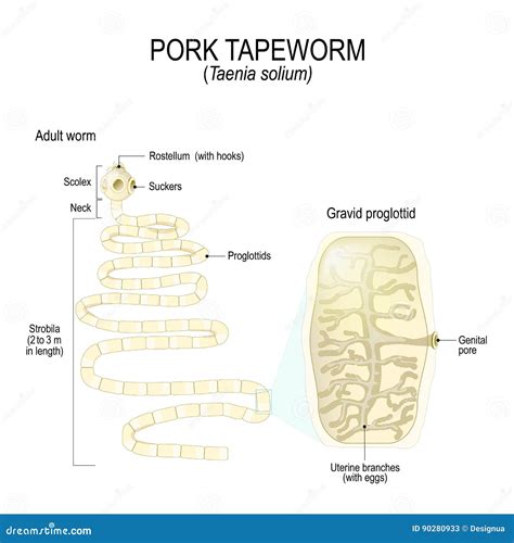 Taenia Solium Scolex Parts