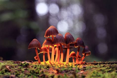 Psilocybin mushroom | Description, Species, Uses, Hallucinogen, & Facts ...