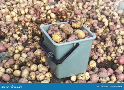 Collected Sorted Potato Harvest in a Bucket Stock Image - Image of ...