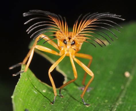 Família Phengodidae. Foto tirada na Amazônia brasileira. | Weird animals, Weird insects ...