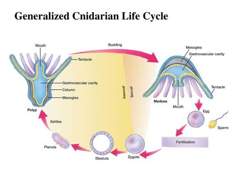 PPT - Phylum Cnidaria PowerPoint Presentation - ID:3096207