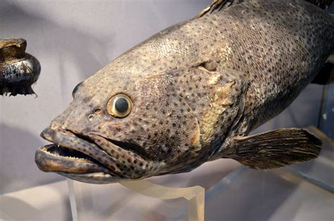 Fish Face Free Stock Photo - Public Domain Pictures