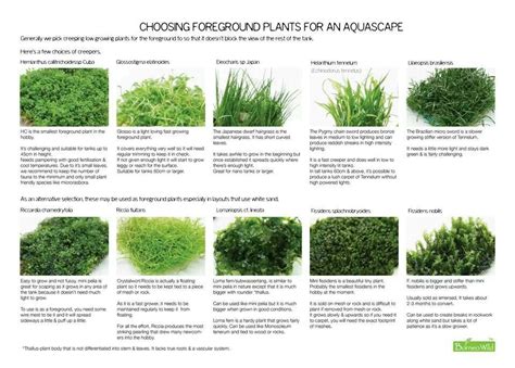 Aquatic plants | Freshwater plants, Freshwater aquarium fish, Freshwater aquarium plants