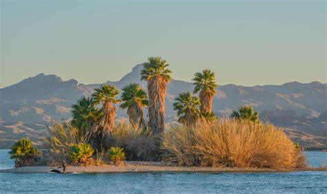 Lake Havasu State Park: The Complete Guide