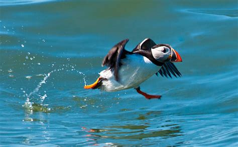 Bempton Cliffs RSPB Reserve | Wold Farm caravan and Camping Site - Wold ...