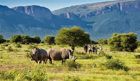 South Africa Safari Packages – A Thrilling Tours & Safaris