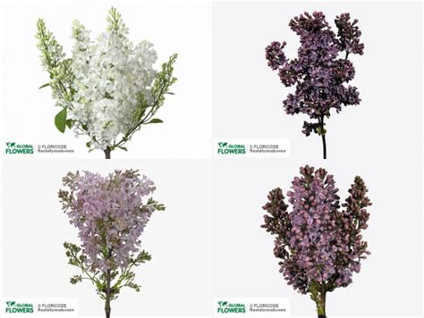 Syringa — care and cultivation, watering, reproduction | Global Flowers