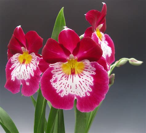 Red orchid flowers - Miltoniaopsis orchid flowers are very fragrant!! | Fragrant flowers, Orchid ...