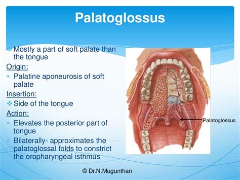 Tongue-Gross Anatomy & Applied Aspects. Dr.N.Mugunthan.M.S