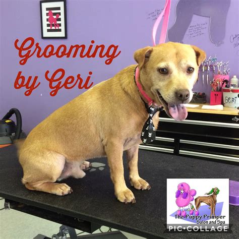 Short haired dogs need grooming too! | Dog grooming salons, Short haired dogs, Dog grooming