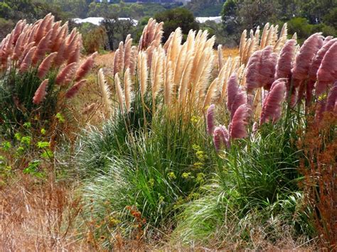 Pampas Grass Week – Jenny Schwartz