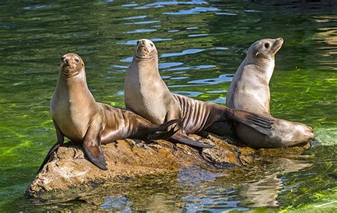 California Sea Lion – Zoo Berlin