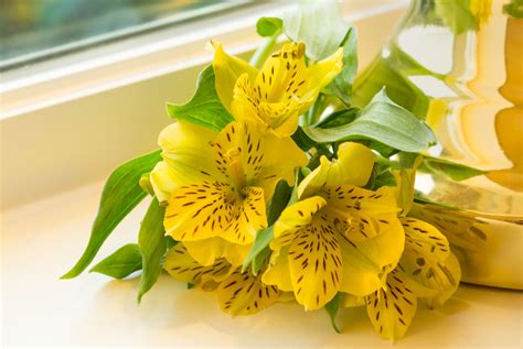 Free Images : blossom, petal, window, green, botany, yellow, flora, close up, bright ...