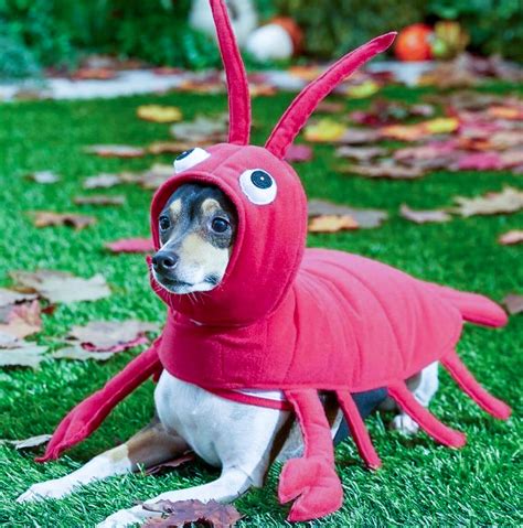 Funny Dogs In Costume • Enchanted Little World