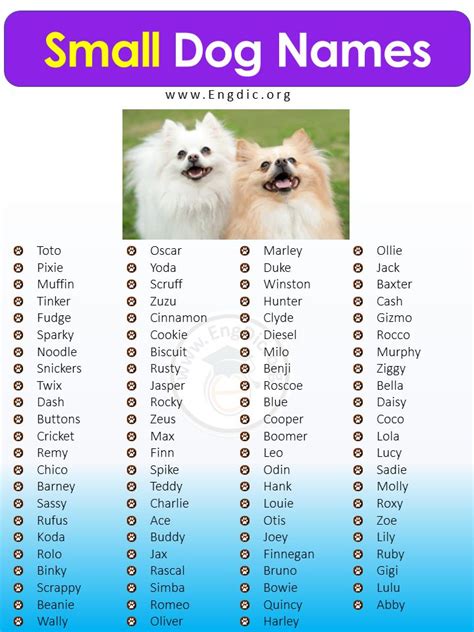 400+ Cutest Small Dog Names (Male, Female)