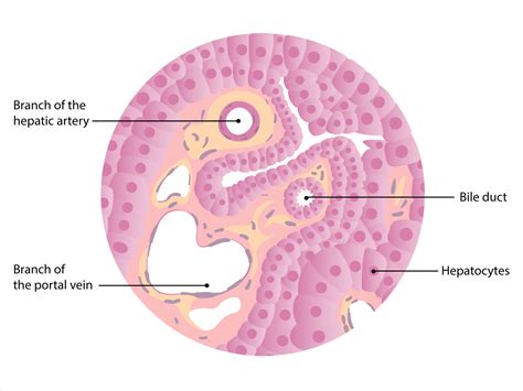 Hígado: Anatomía | Concise Medical Knowledge