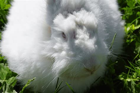 The Giant Angora Rabbit - Top Facts & Guide