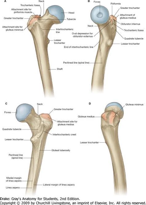 greater trochanter | Greater trochanter, Lower limb, Anatomy