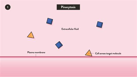 Phagocytosis vs Pinocytosis: Definition and Function | Technology Networks