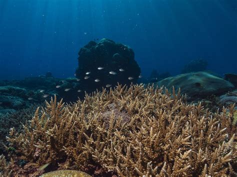 Coral Reefs of Papua New Guinea | Smithsonian Photo Contest ...