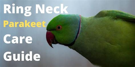 Rose-Ringed Parakeet Complete Care Guide | Hutch and Cage