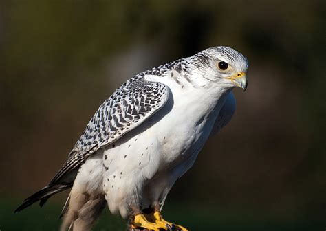 juvenile Peregrine Falcon (the "wanderer." ) | Once an endan… | Flickr