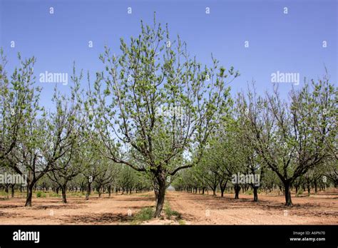 New Mexico State Tree Stock Photos & New Mexico State Tree Stock Images - Alamy