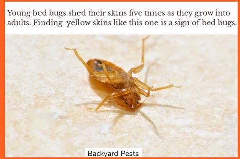 7 Signs Of Bed Bugs - With Pictures And Video - Backyard Pests