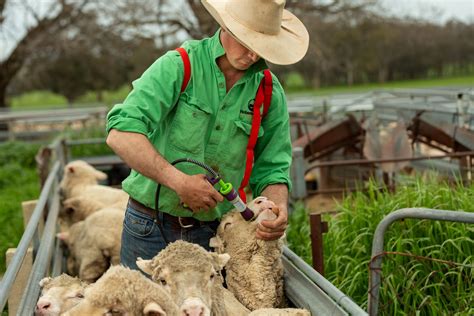 Preventing drench-resistant worms in sheep - Local Land Services