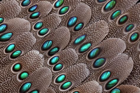 Grey Peacock Pheasant Tail Feather #1 by Darrell Gulin