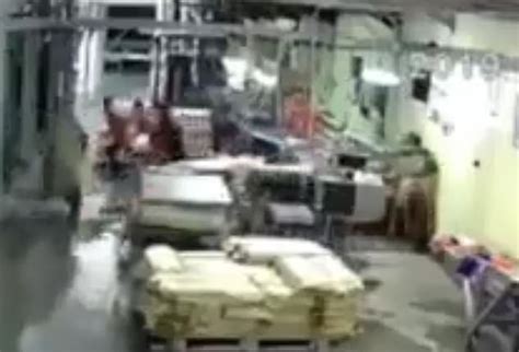 CCTV shows hungry bear charges into a fish processing factory sending ...