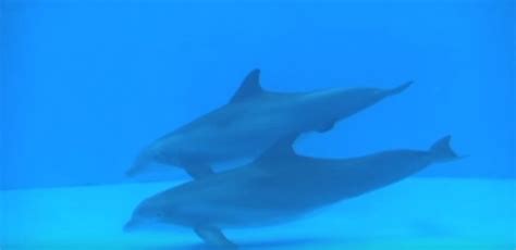 Watch This Beautiful Dolphin Birth | TipHero